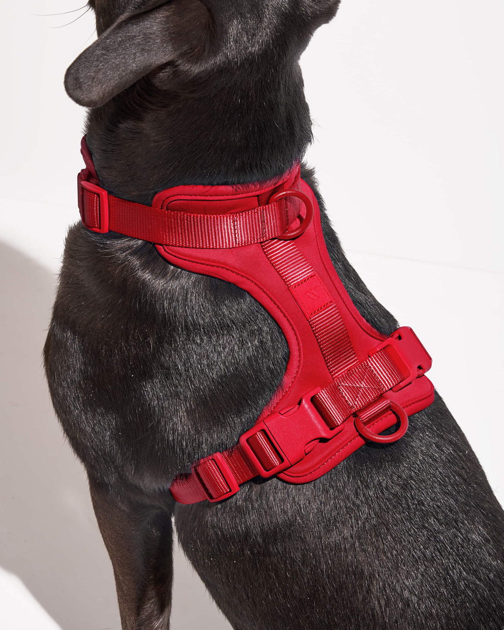 Cushioned Dog Harness
