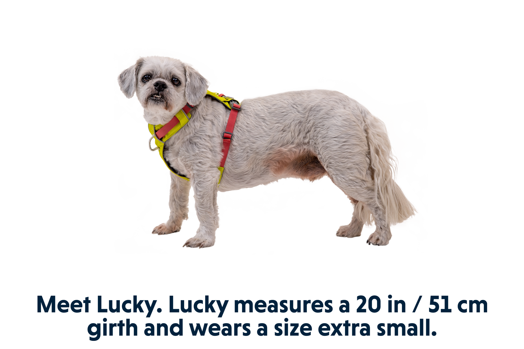 Hi & Light™ Lightweight Dog Harness
