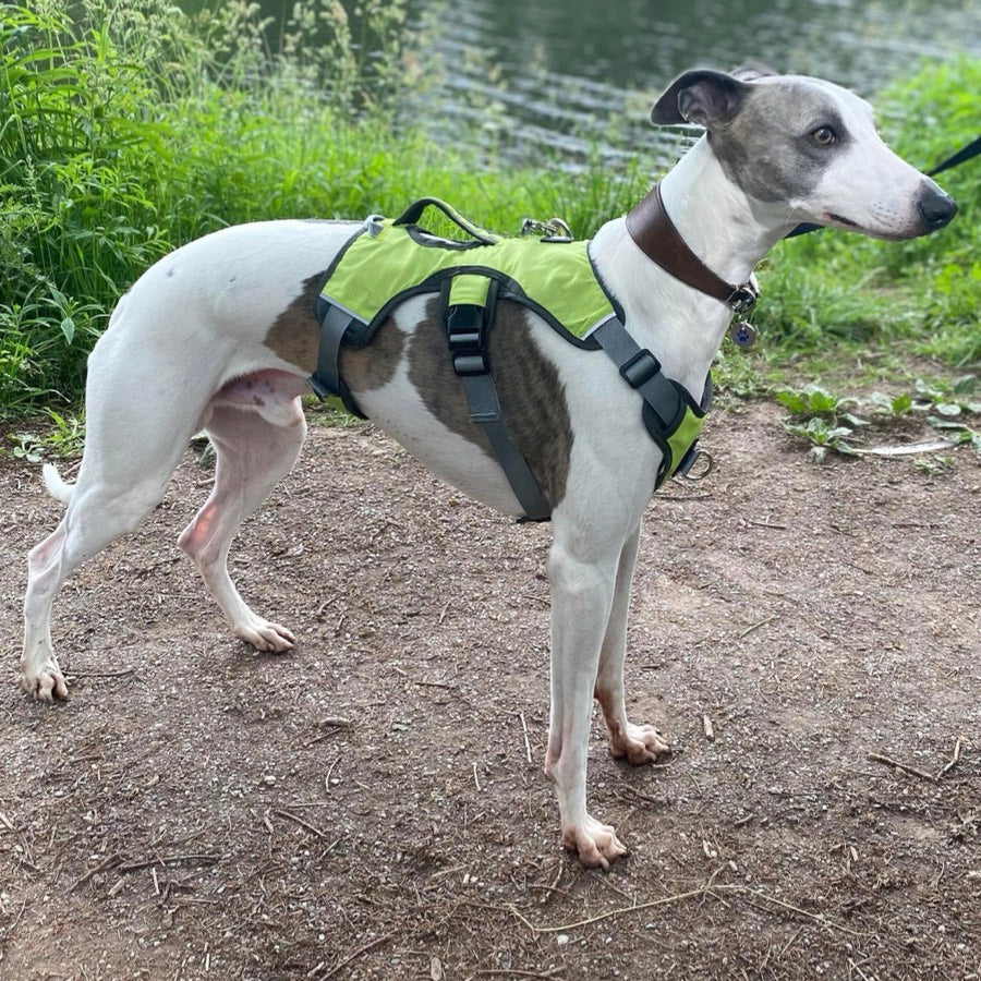Escape proof Harness (3 Strap)