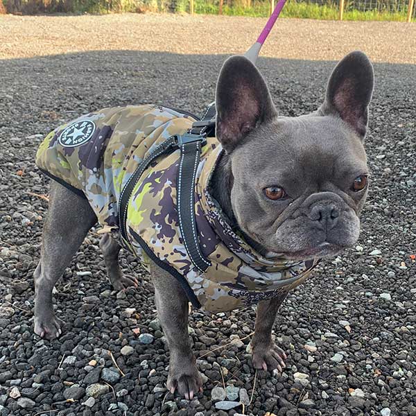 Wintro - Quilted Waterproof Dog Coat with Harness Built In