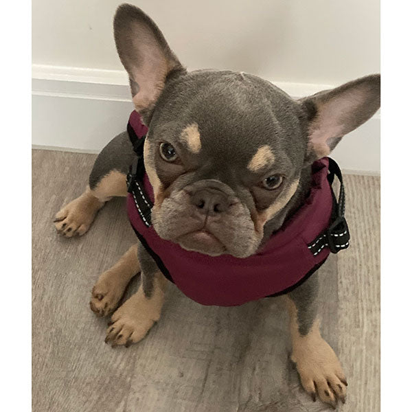 Wintro - Quilted Waterproof Dog Coat with Harness Built In