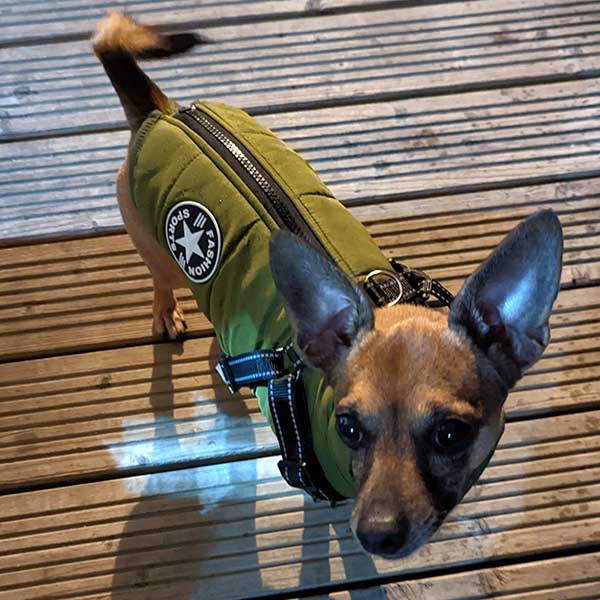 Wintro - Quilted Waterproof Dog Coat with Harness Built In