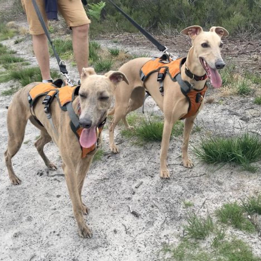 Escape proof Harness (3 Strap)