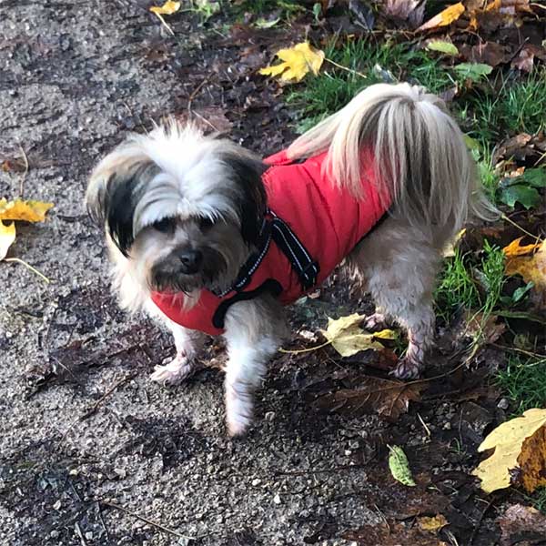 Wintro - Quilted Waterproof Dog Coat with Harness Built In