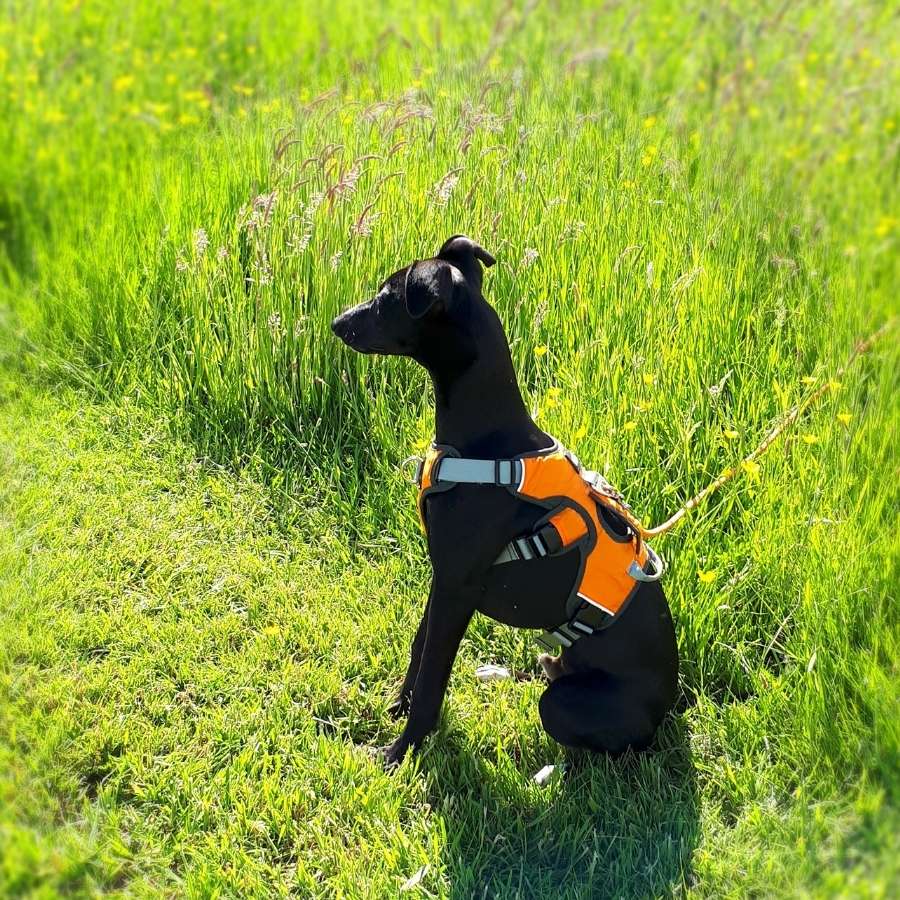 Escape proof Harness (3 Strap)