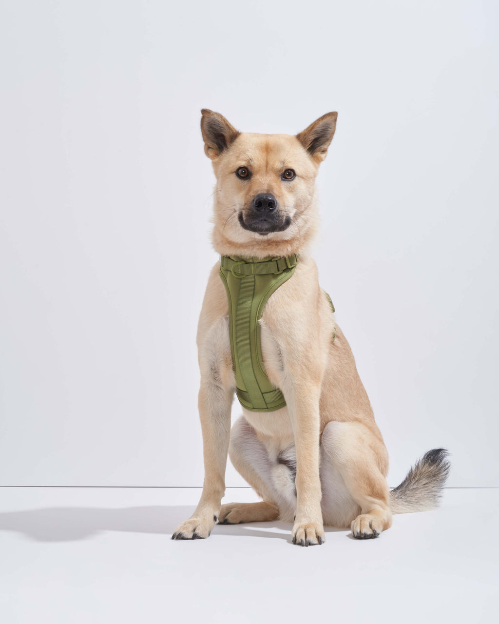 Cushioned Dog Harness