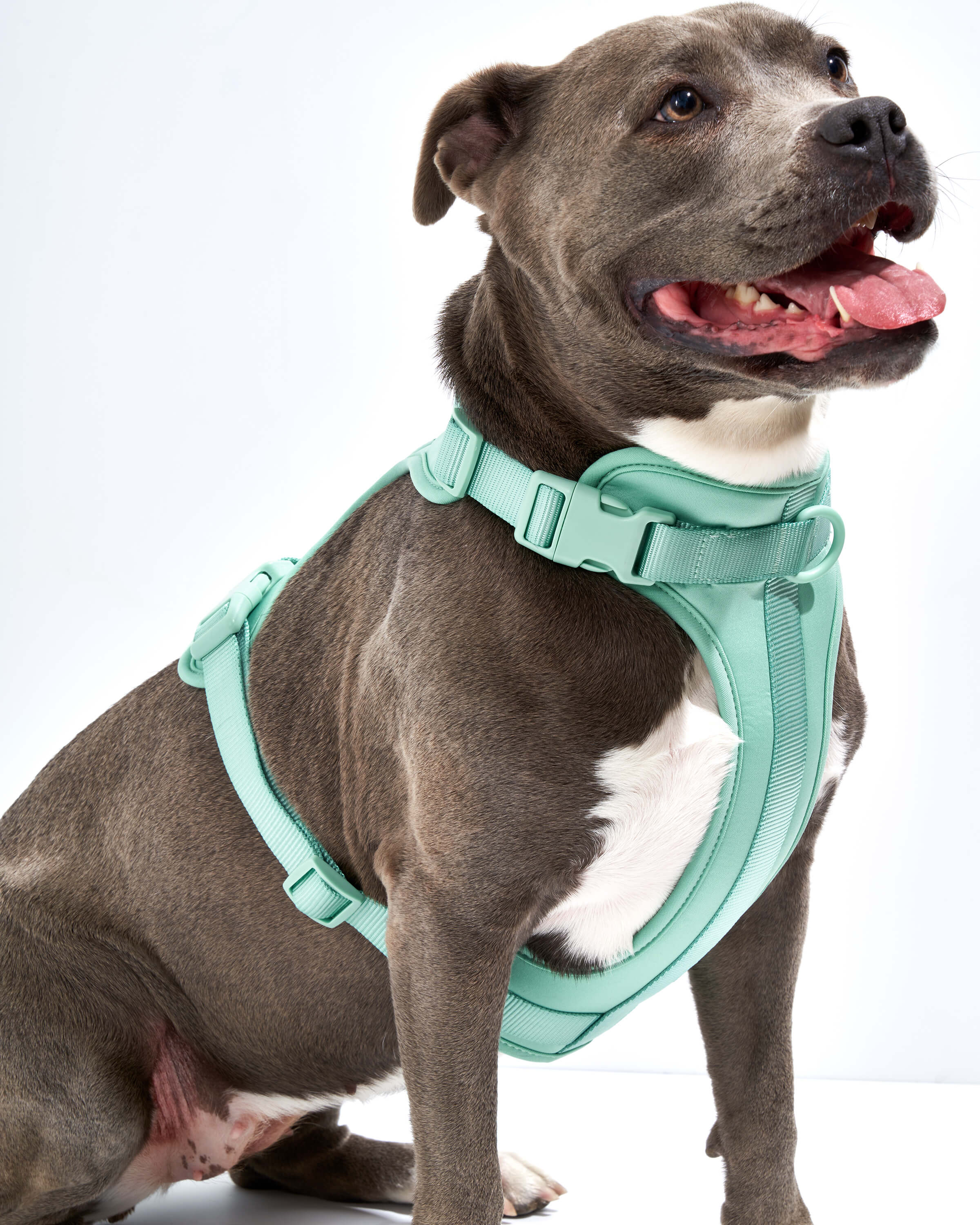 Cushioned Dog Harness