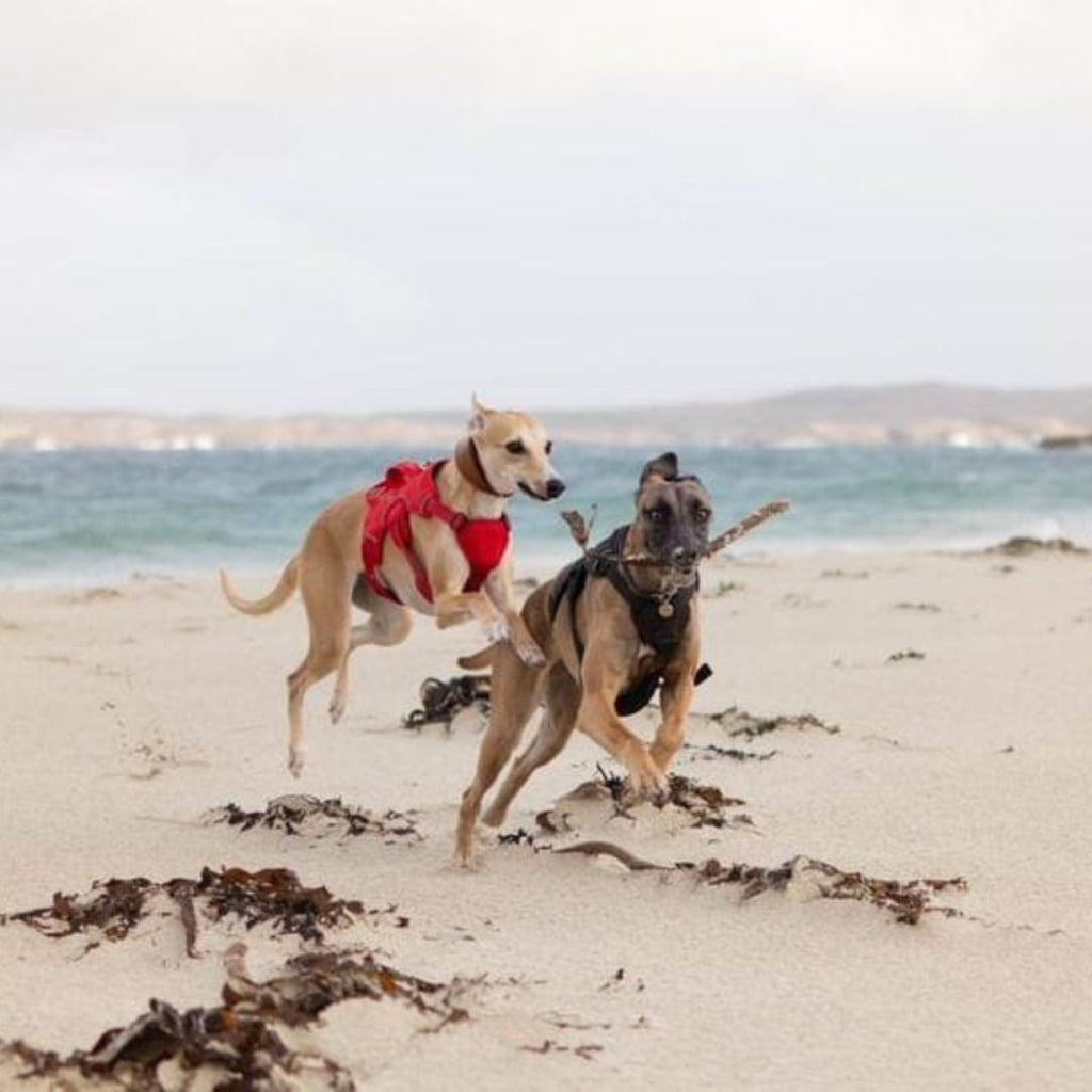 Sighthound Harness | Whippets, Greyhounds & Lurchers | Escape Proof