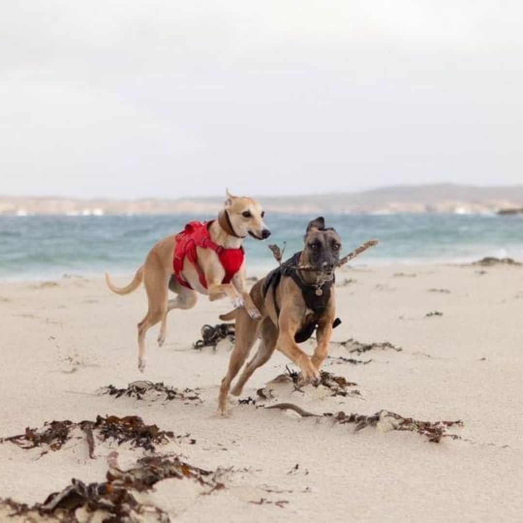 Sighthound Harness | Whippets, Greyhounds & Lurchers | Escape Proof
