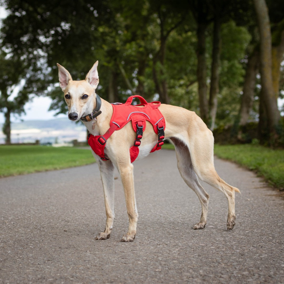 Sighthound Harness | Whippets, Greyhounds & Lurchers | Escape Proof
