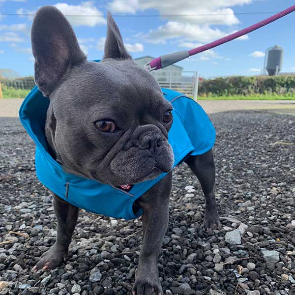 Vimy & DryDogs Lightweight Waterproof Raincoat with Harness Hole Zip