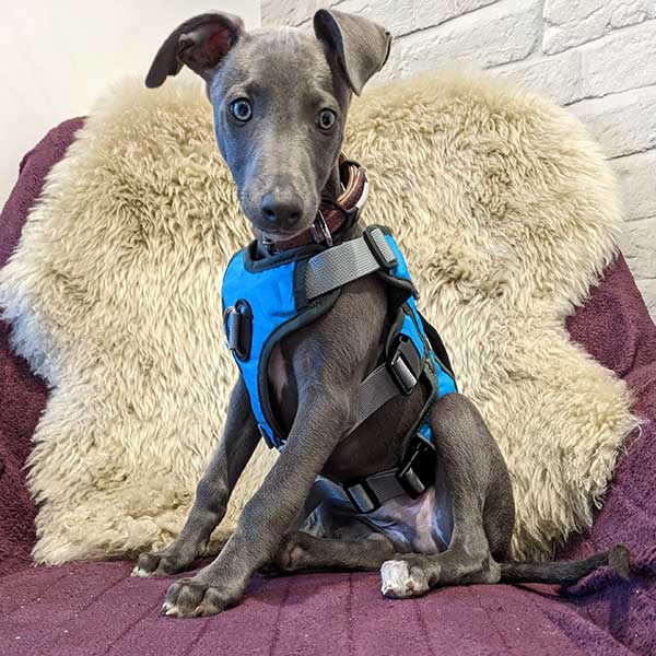 Escape proof Harness (3 Strap)