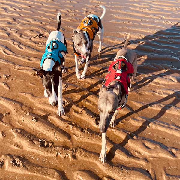 Escape proof Harness (3 Strap)