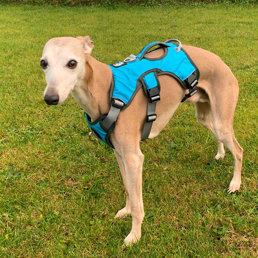 Escape proof Harness (3 Strap)