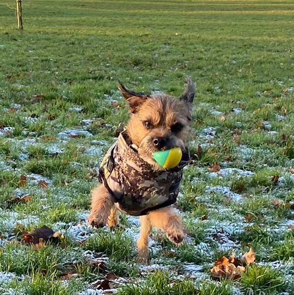 Wintro - Quilted Waterproof Dog Coat with Harness Built In
