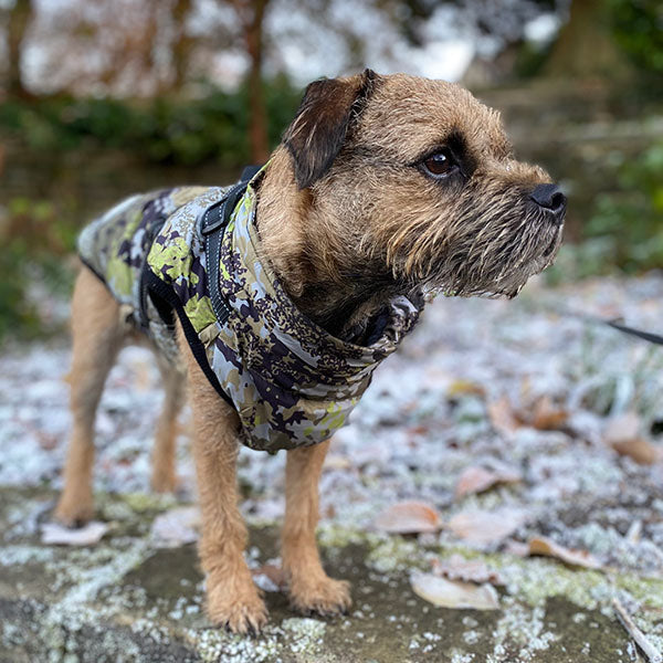 Wintro - Quilted Waterproof Dog Coat with Harness Built In