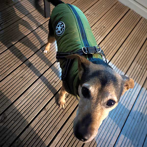 Wintro - Quilted Waterproof Dog Coat with Harness Built In