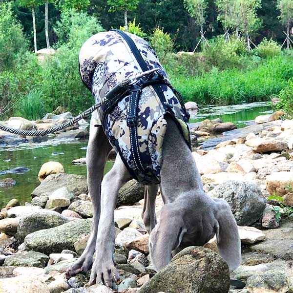 Wintro - Quilted Waterproof Dog Coat with Harness Built In