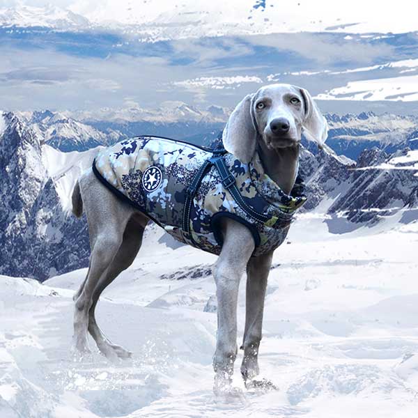 Wintro - Quilted Waterproof Dog Coat with Harness Built In
