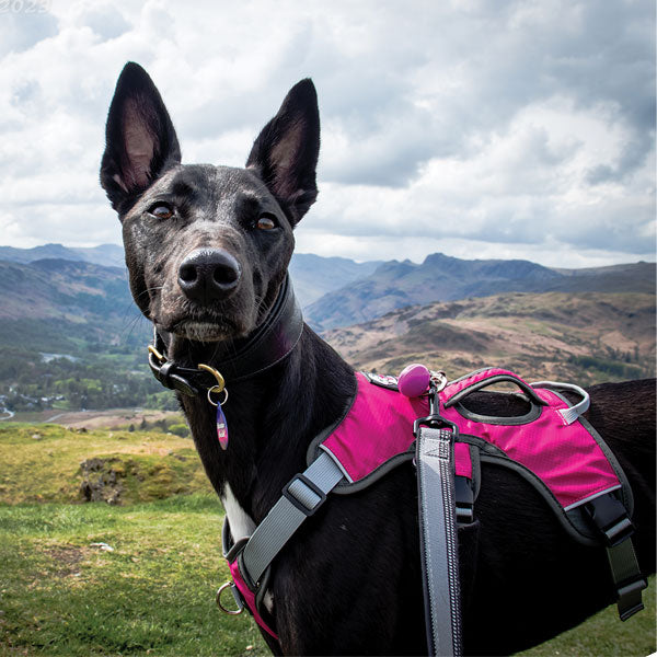 Escape proof Harness (3 Strap)