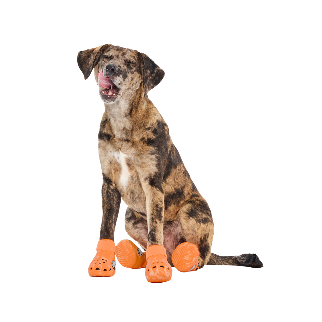 Crocs™ Shoes For Dogs