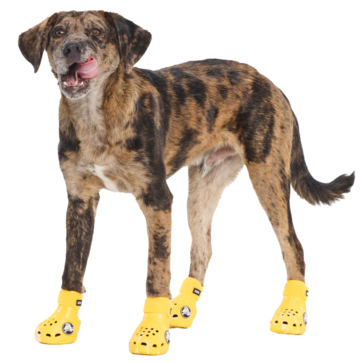 Crocs™ Shoes For Dogs