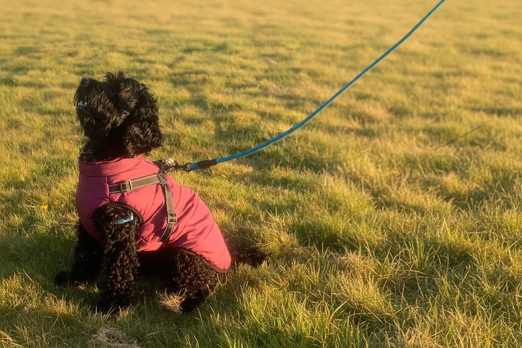 Wintro - Quilted Waterproof Dog Coat with Harness Built In
