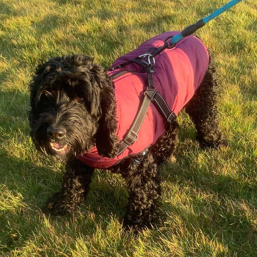Wintro - Quilted Waterproof Dog Coat with Harness Built In