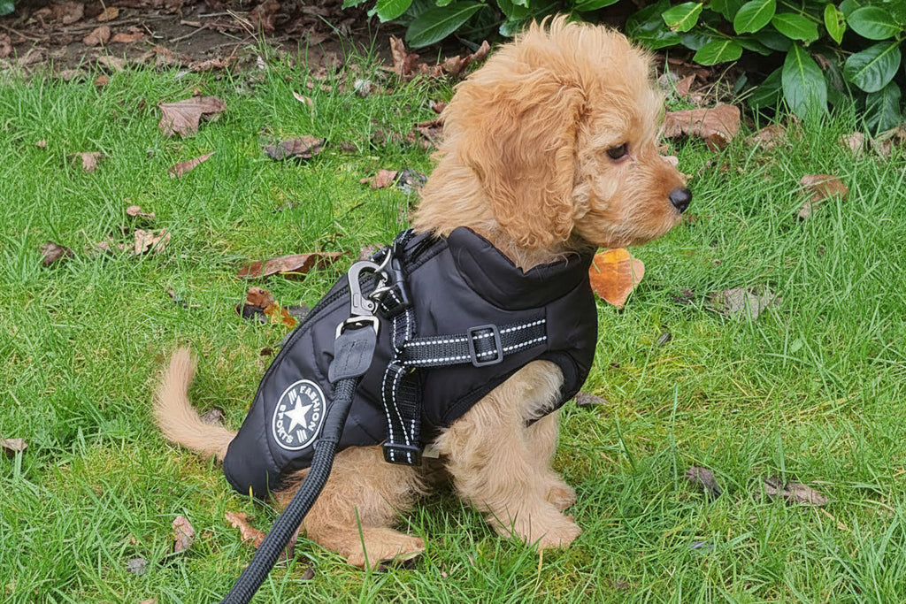 Wintro - Quilted Waterproof Dog Coat with Harness Built In