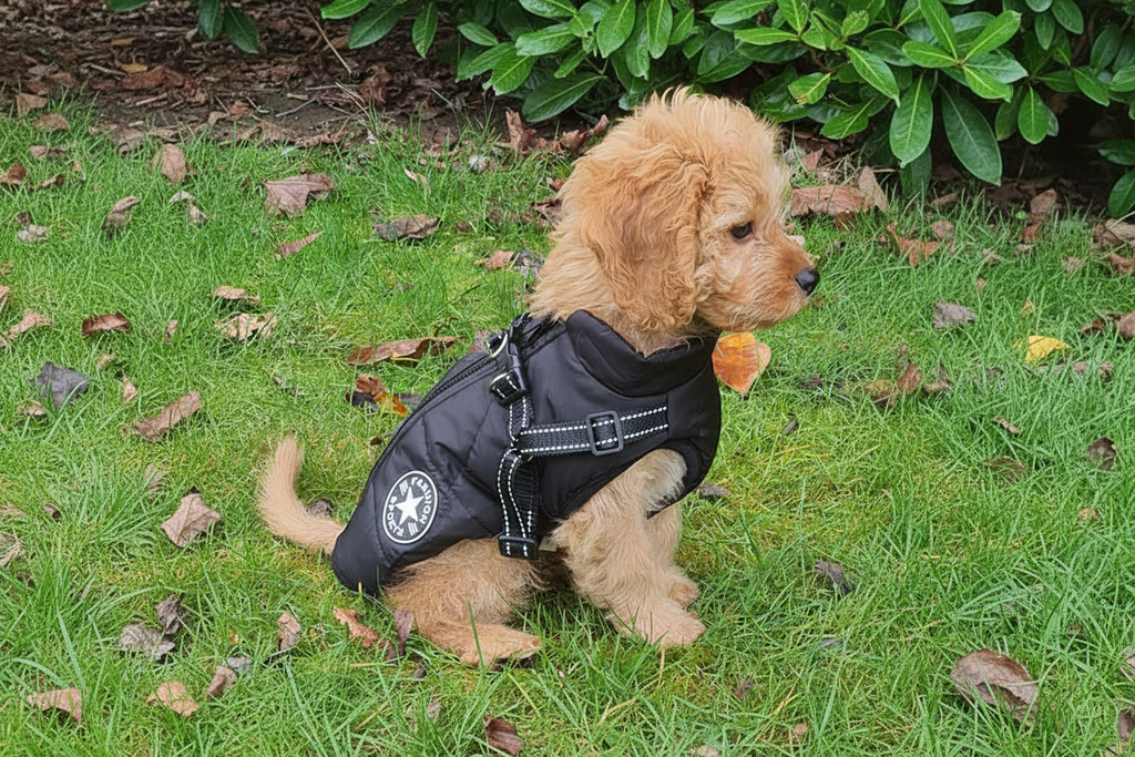 Wintro Quilted Waterproof Dog Coat - Built-In Harness - Fleece Lined - Reflective - 10 Sizes 8 Colors