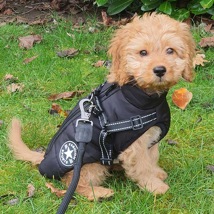 Wintro - Quilted Waterproof Dog Coat with Harness Built In