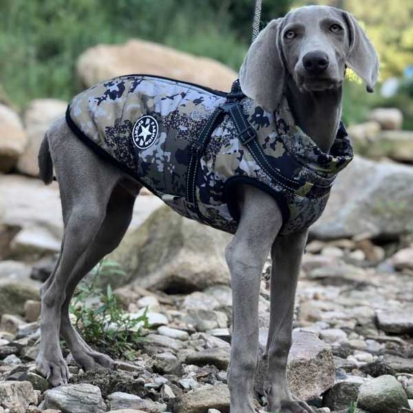 Wintro - Quilted Waterproof Dog Coat with Harness Built In