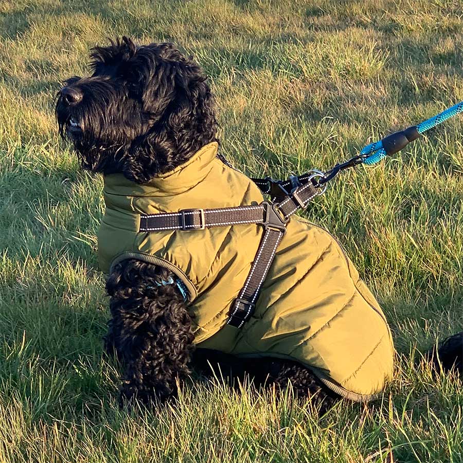 Wintro - Quilted Waterproof Dog Coat with Harness Built In