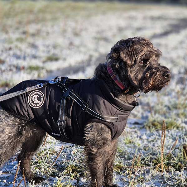 Wintro - Quilted Waterproof Dog Coat with Harness Built In