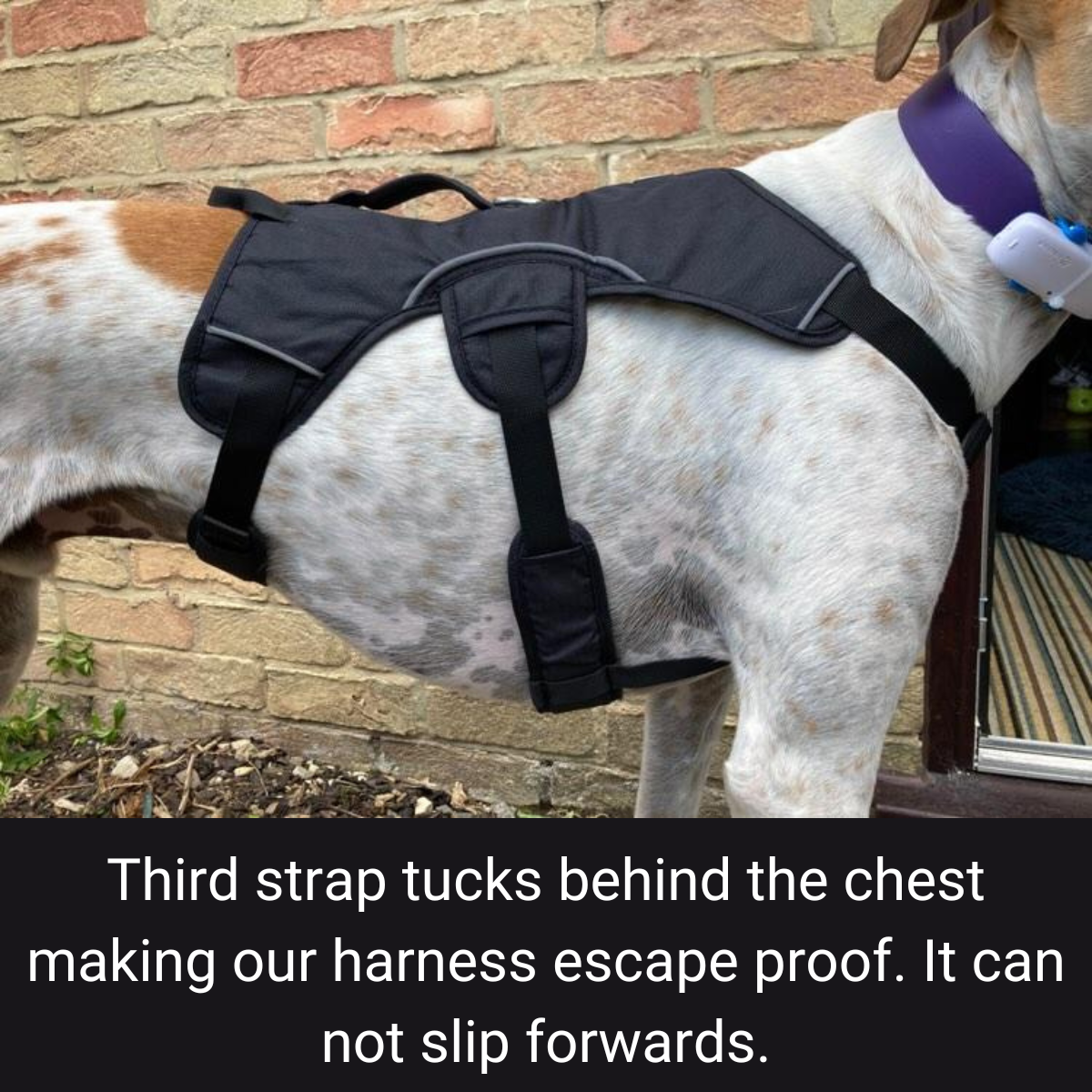 Sighthound Harness | Whippets, Greyhounds & Lurchers | Escape Proof