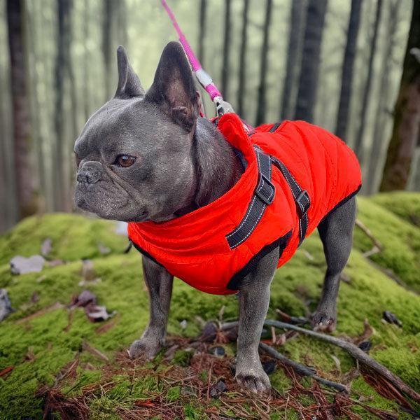 Wintro - Quilted Waterproof Dog Coat with Harness Built In