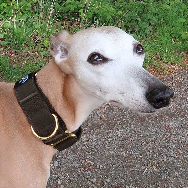 Martingale Collars - Soft with Brassed Fittings