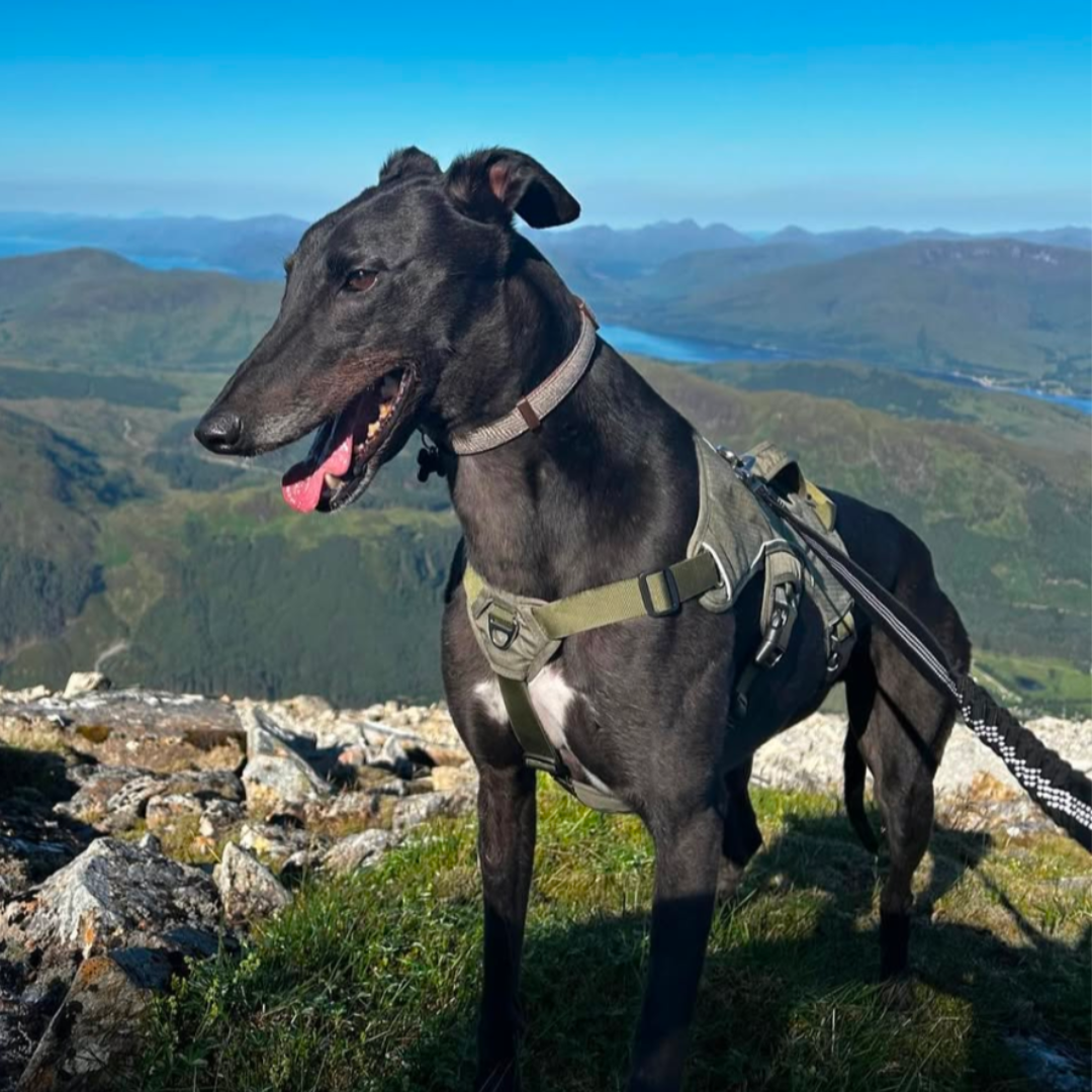 Sighthound Harness | Whippets, Greyhounds & Lurchers | Escape Proof
