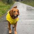 Vimy & DryDogs Lightweight Waterproof Raincoat with Harness Hole Zip