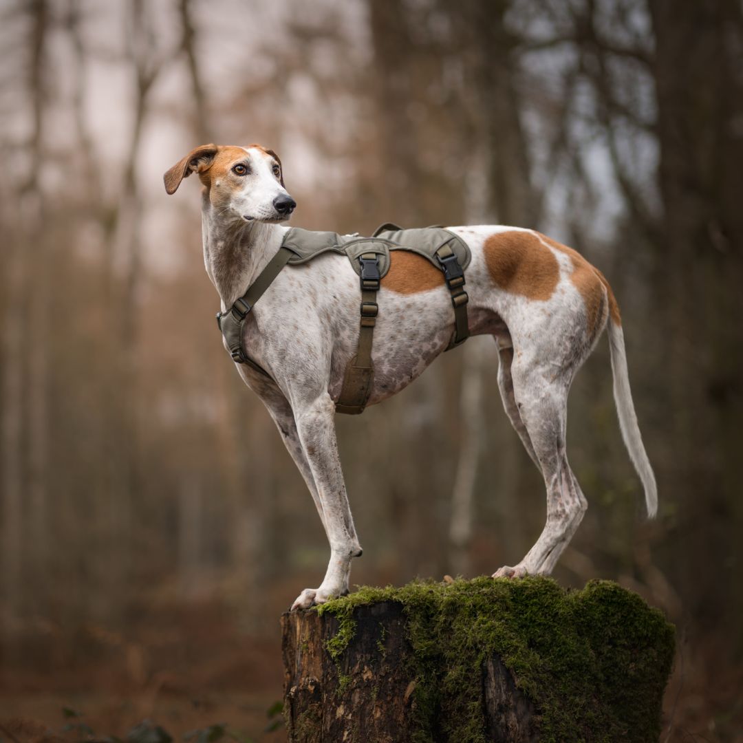 Sighthound Harness | Whippets, Greyhounds & Lurchers | Escape Proof