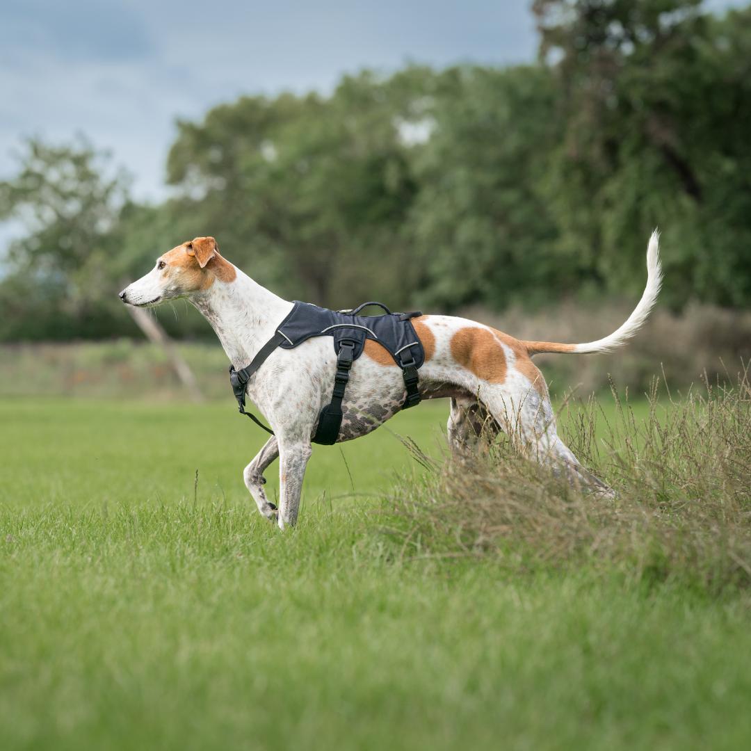 Sighthound Harness | Whippets, Greyhounds & Lurchers | Escape Proof