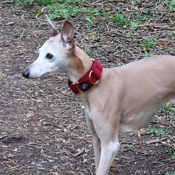 Martingale Collars - Soft with Brassed Fittings