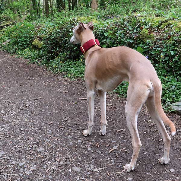 Martingale Collars - Soft with Brassed Fittings