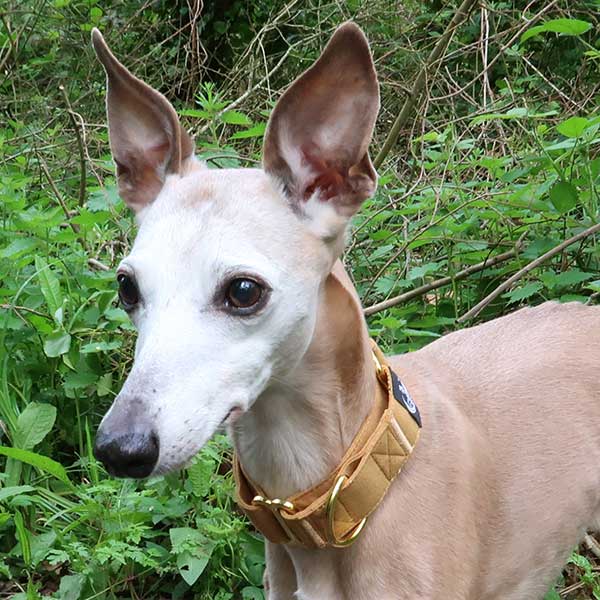 Martingale Collars - Soft with Brassed Fittings