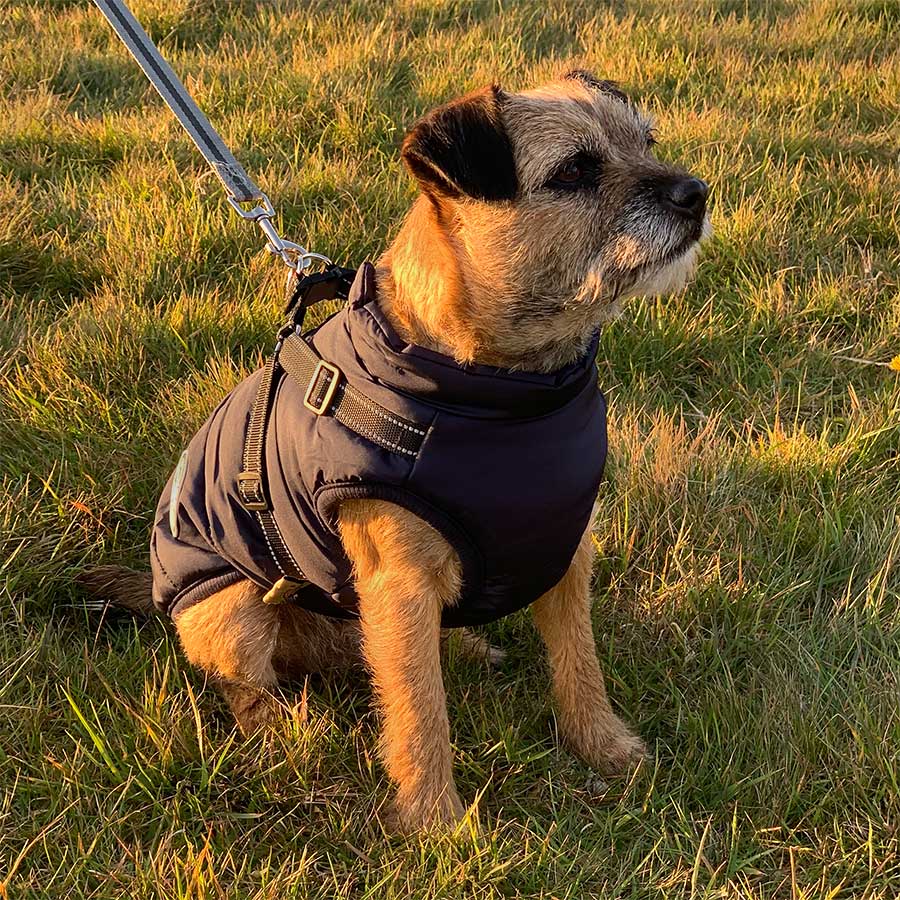 Wintro - Quilted Waterproof Dog Coat with Harness Built In