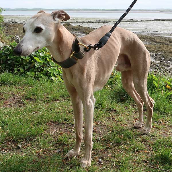 Martingale Collars - Soft with Brassed Fittings