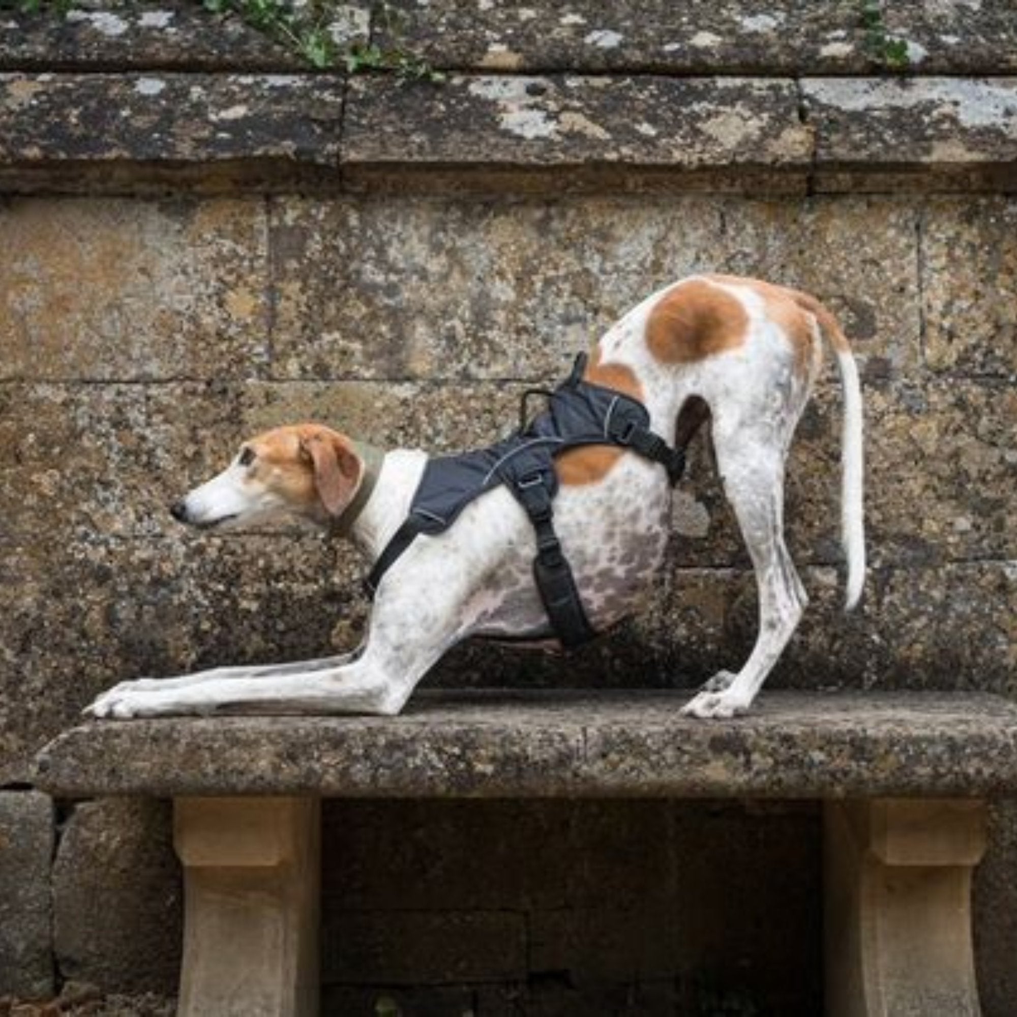 Sighthound Harness | Whippets, Greyhounds & Lurchers | Escape Proof