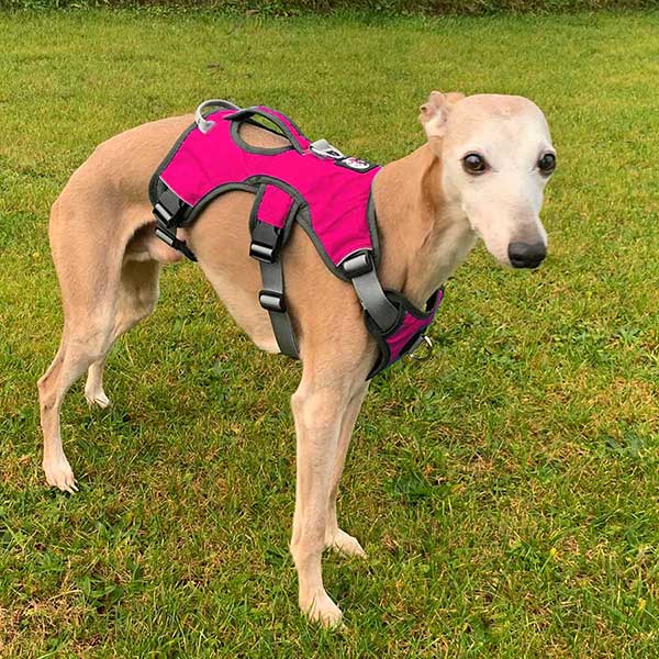 Escape proof Harness (3 Strap)