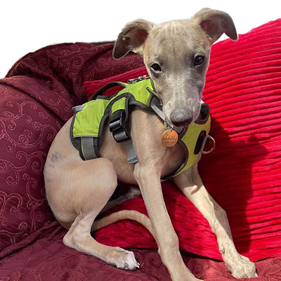 Escape proof Harness (3 Strap)