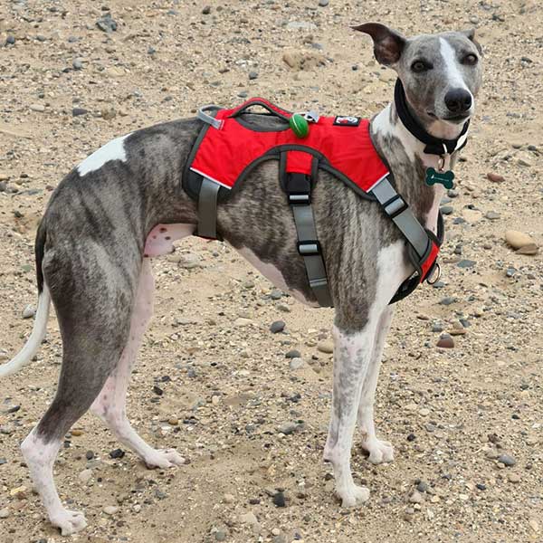 Escape proof Harness (3 Strap)